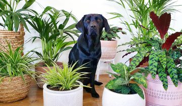 A Guide to Safe and Stylish Indoor Plants for Pet Owners